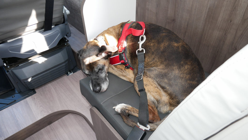 Urlaub mit dem Hund im Reisemobil